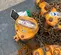 2018 KITO M3CB150-20-20SC Hoist