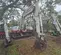 2021 Takeuchi TB290C Mini Excavator