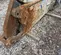 2021 Astec Industries SH180 Attachment