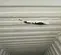 roof 1